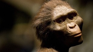 How did Lucy, our early human ancestor, die 3 million years ago?