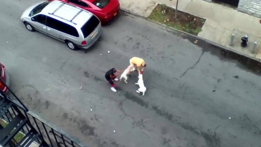 Pit Bulls Attack Man In New York - CNN Video