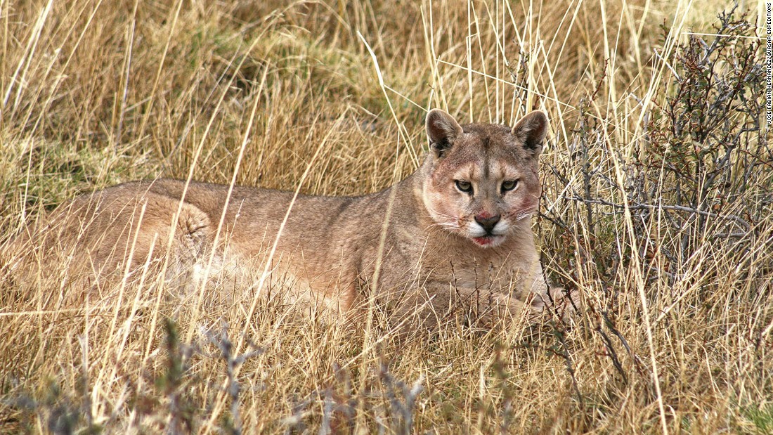 Puma safari in Chile | CNN Travel
