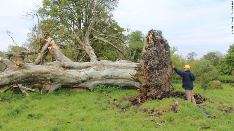 Uprooted tree reveals 1,000-year-old skeleton - CNN Video