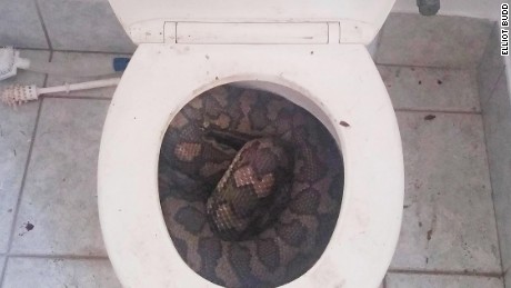 This almost 10-foot python was found in a toilet in Townsville, Australia.