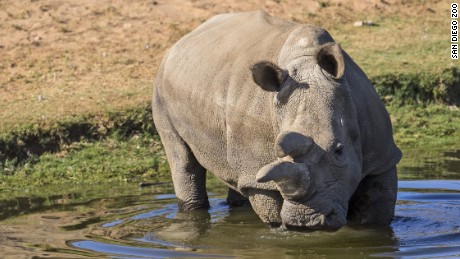 One of four remaining northern white rhinos dies