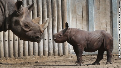 Record number of rhinos slaughtered last year in Africa