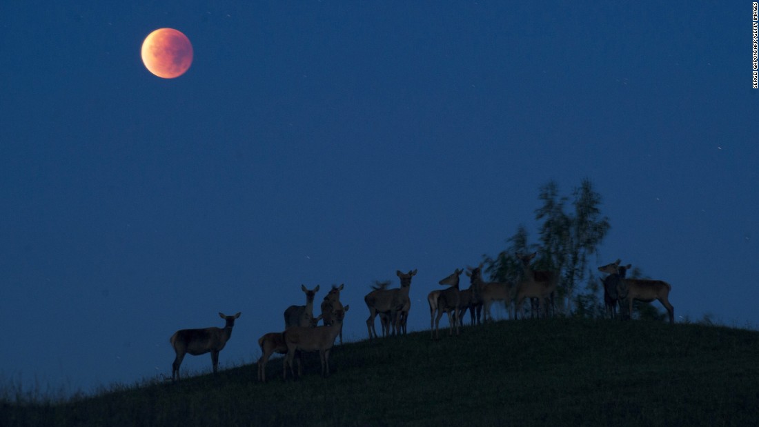 Deer are silhouetted against the sky in Yavterishki, Belarus, as the supermoon is eclipsed.