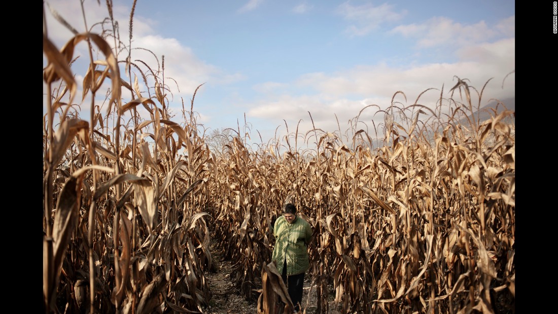 Monia walks in a cornfield in 2013.