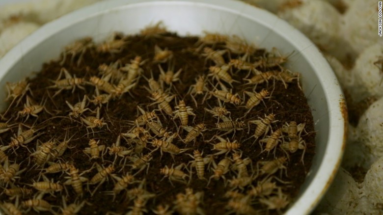 Bugging out: America&#39;s first edible cricket farm