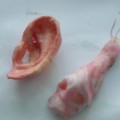 15 cnnphotos growing human body parts RESTRICTED