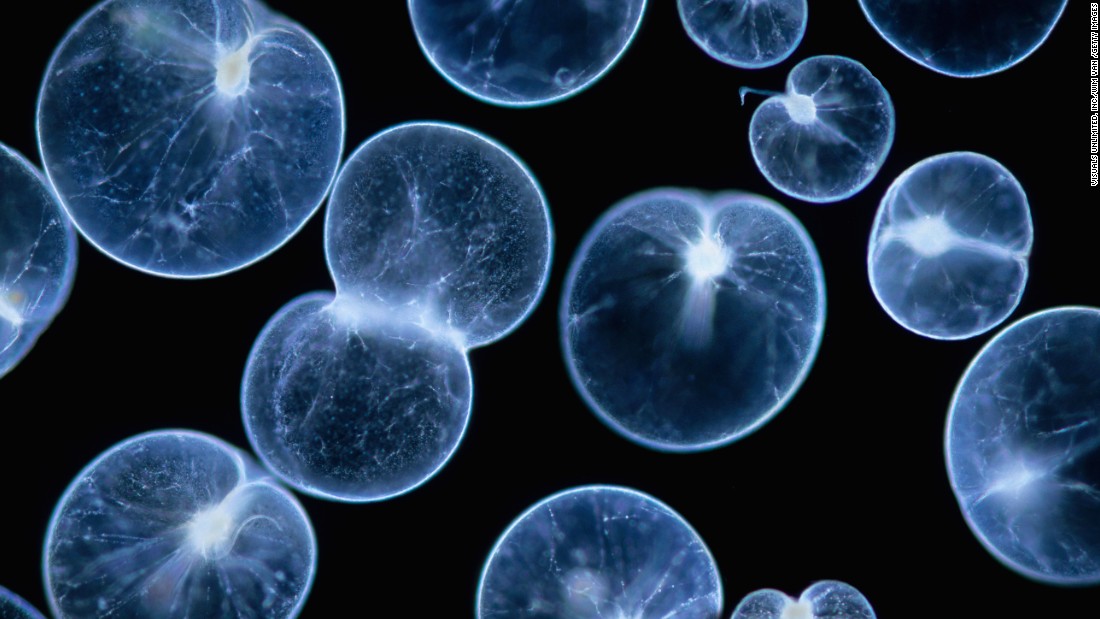 Noctiluca scintillans or sea sparkle is a large, bioluminescent and nontoxic phytoplankton that causes the sea to glow. It is relatively common in Hong Kong, but it is uncommon to capture its iridescent glow on camera. It only appears when the water is disturbed or the ecosystem is out of balance. 