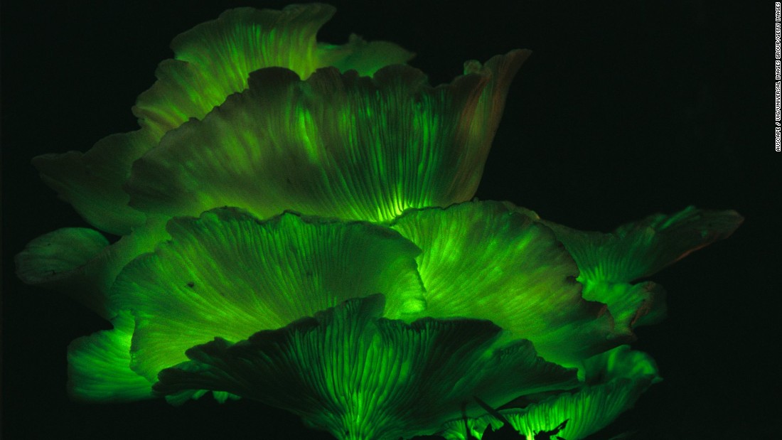 bio luminous plants