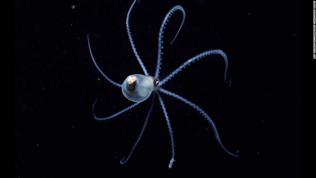 The pelagic octopus or open-ocean octopus is mainly found in Hawaii. Documentary filmmaker Martin Dohrn developed a special camera to catch bioluminescence because he says it was &quot;...designed to function at the very limits of animal vision, which is far beyond the limits of most cameras.&quot;