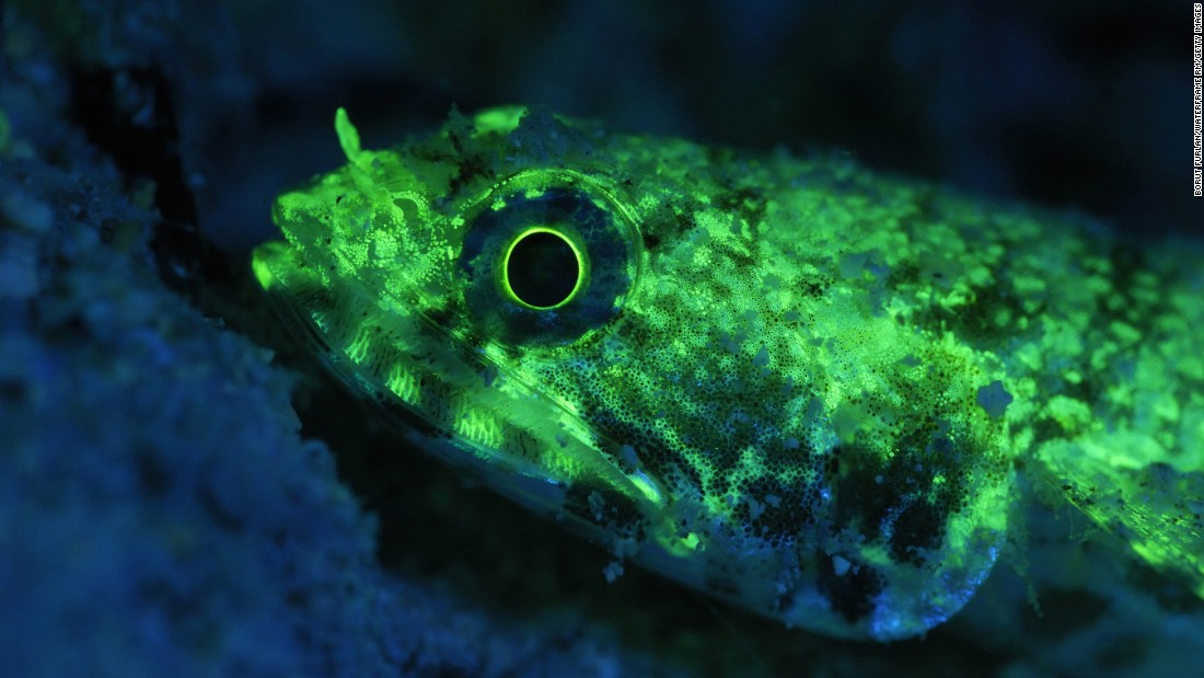 Does the fluorescent lizardfish glow to communicate with other fish? There is a light show in the ocean that you may not be able to see, but many fish can. The discovery of what is hidden from human eyes -- biofluorescence in 180 species of fish -- brings up this and many questions for researchers.