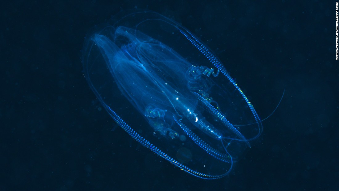 Comb jellyfish, which evolved more than 500 million years ago, can emit and reflect light, according to the &lt;a href=&quot;https://www.genome.gov/27551984&quot; target=&quot;_blank&quot;&gt;National Human Genome Research Institute&lt;/a&gt;. 