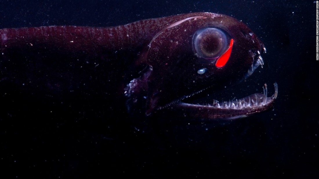 Instead of only producing blue light like most other bioluminescent marine animals, the dragon fish emits a red light as well. Although red light doesn&#39;t travel as far, it lets the dragon fish see its prey undetected. 