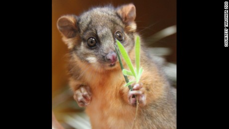 Orphaned baby possum warms hearts, snuggles toy kangaroo