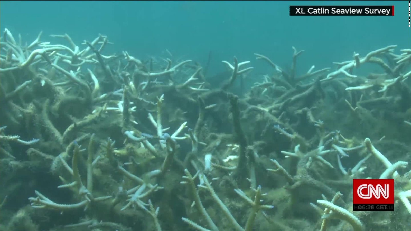 Photos Show Coral Dying In Global Event - CNN Video