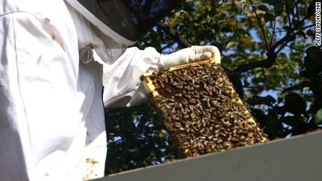 Meet the 35,000 bees on the White House lawn