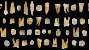 Ancient teeth found in China challenge modern human migration theory