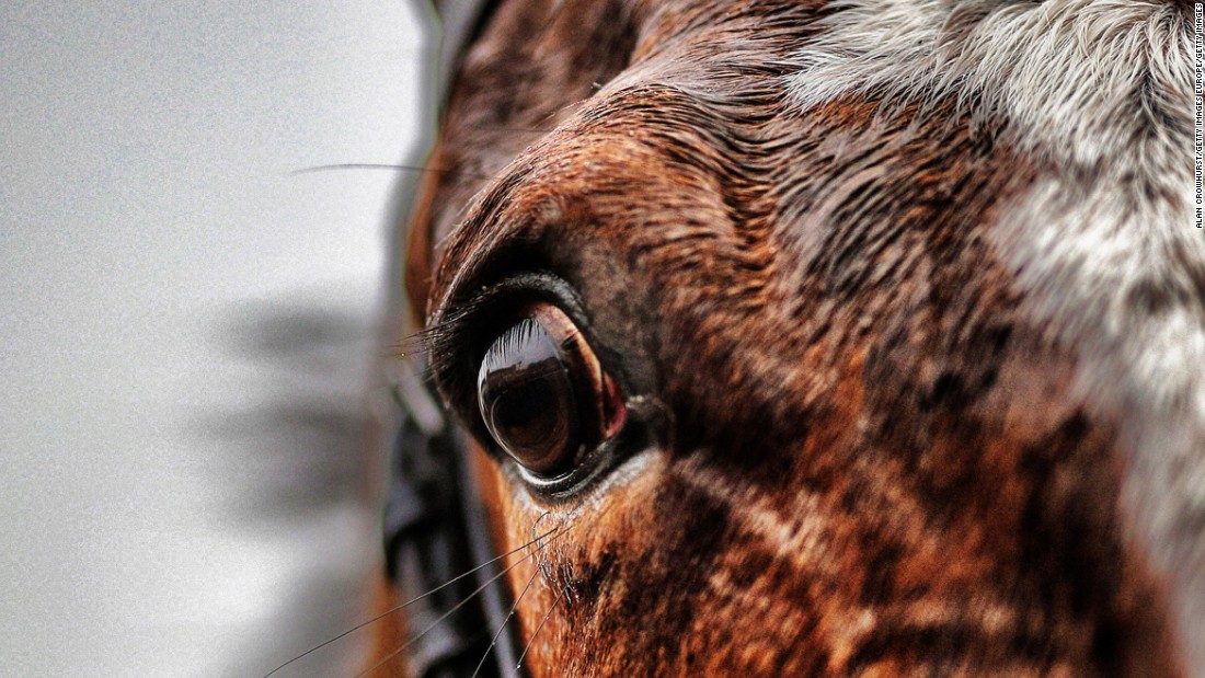 A horses eye at Fontwell racecourse in February 2015. Located in West Sussex, Fontwell is the only figure of eight jumps track in Britain.