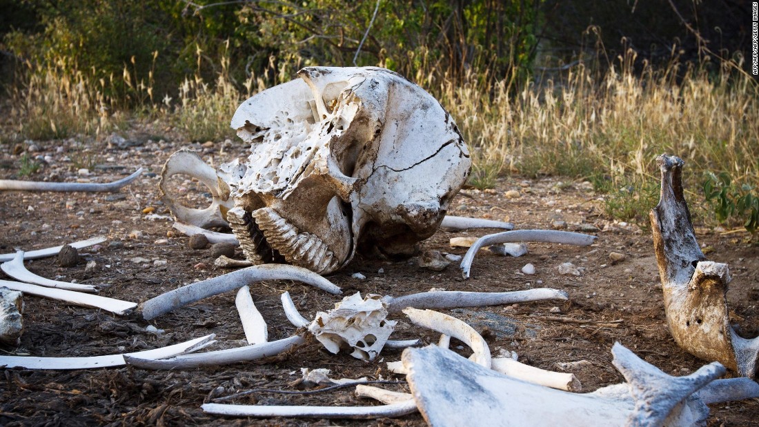 It can take days for a task force to find an elephant carcass as the reserves are vast. &lt;br /&gt;A broken-up elephant skeleton minus its tusks is pictured in Kora National Park, Kenya in January 2013.