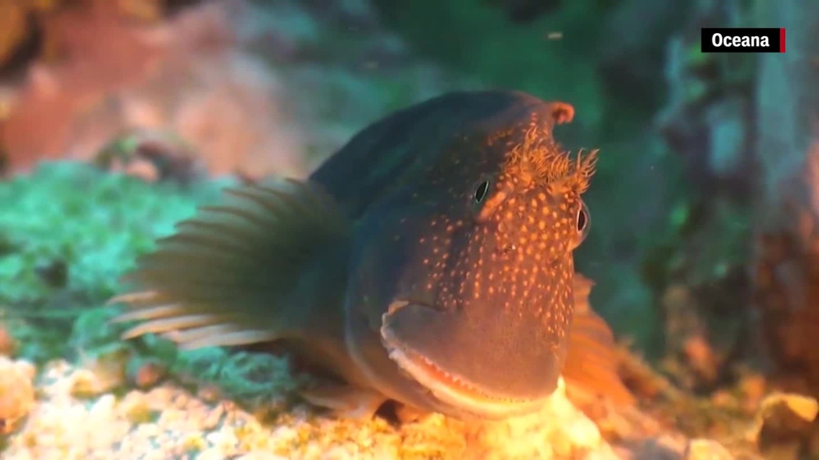 Oceans are more vital than you think (Opinion) Biology Diagrams