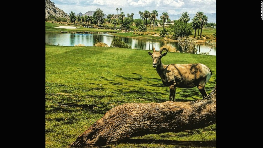 While some golfers in certain parts of the world have been scared off course by alligators, &lt;a href=&quot;https://instagram.com/rmuggs/&quot; target=&quot;_blank&quot;&gt;@rmuggs&lt;/a&gt; found a far less scary intruder on his round. The big horn sheep even took the time to pose and smile for the camera.