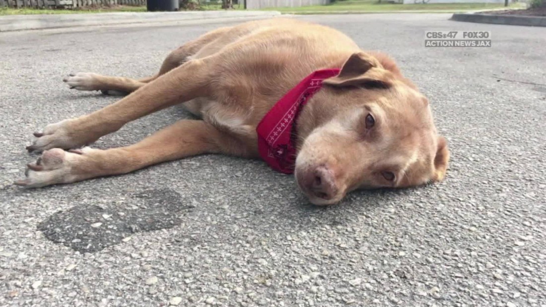 Dog refuses to leave place owner died - CNN Video