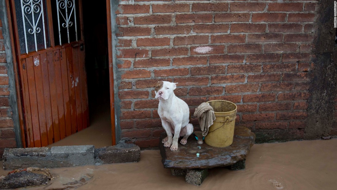 A dog sits outside a flooded house on October 24 in Zoatlan, Mexico.