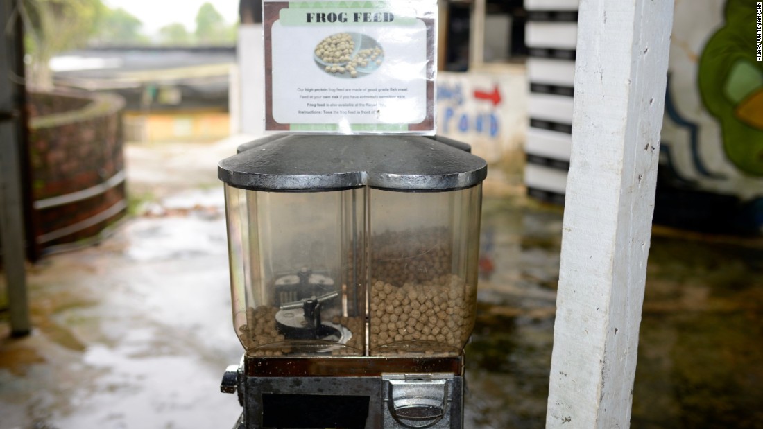 Visitors are invited to feed the grown frogs pellets from a dispenser. 