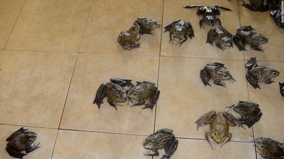 The adult frogs are frequently hosed to keep them cool and wet. When they reach a certain size they&#39;re taken for slaughter. In females, the oviducts are removed and either dried or processed for sale as hashima.