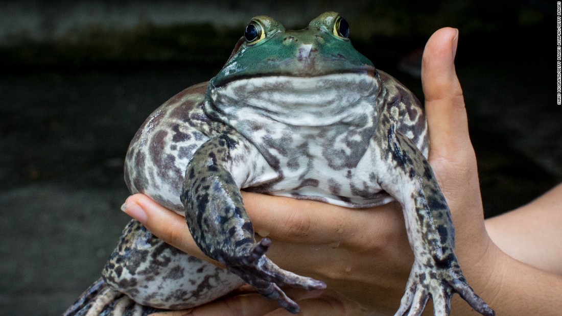 American bullfrogs, from tadpoles to plate