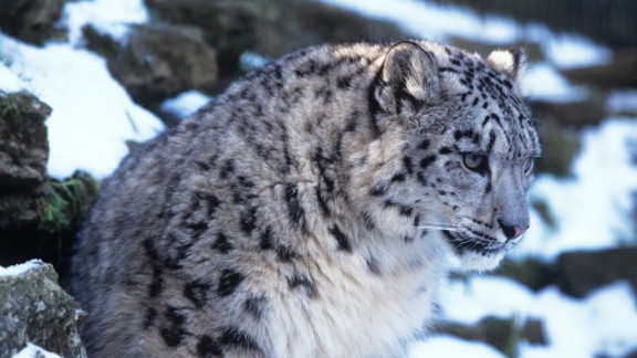 Why snow leopards are in trouble (Opinion) - CNN