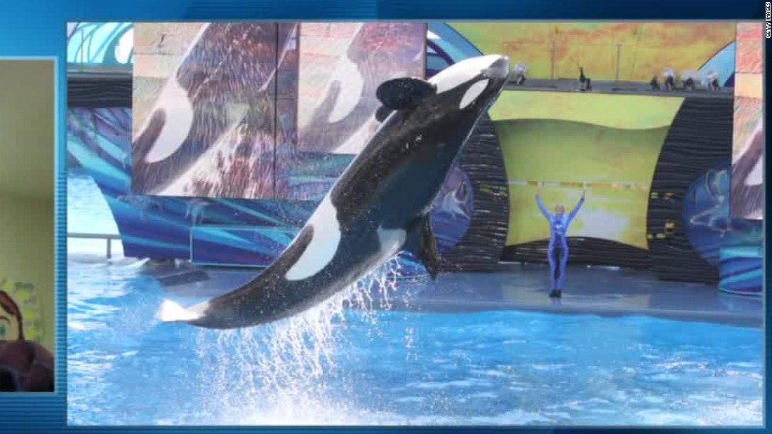 Sea World cancela espectáculos con orcas - CNN Video