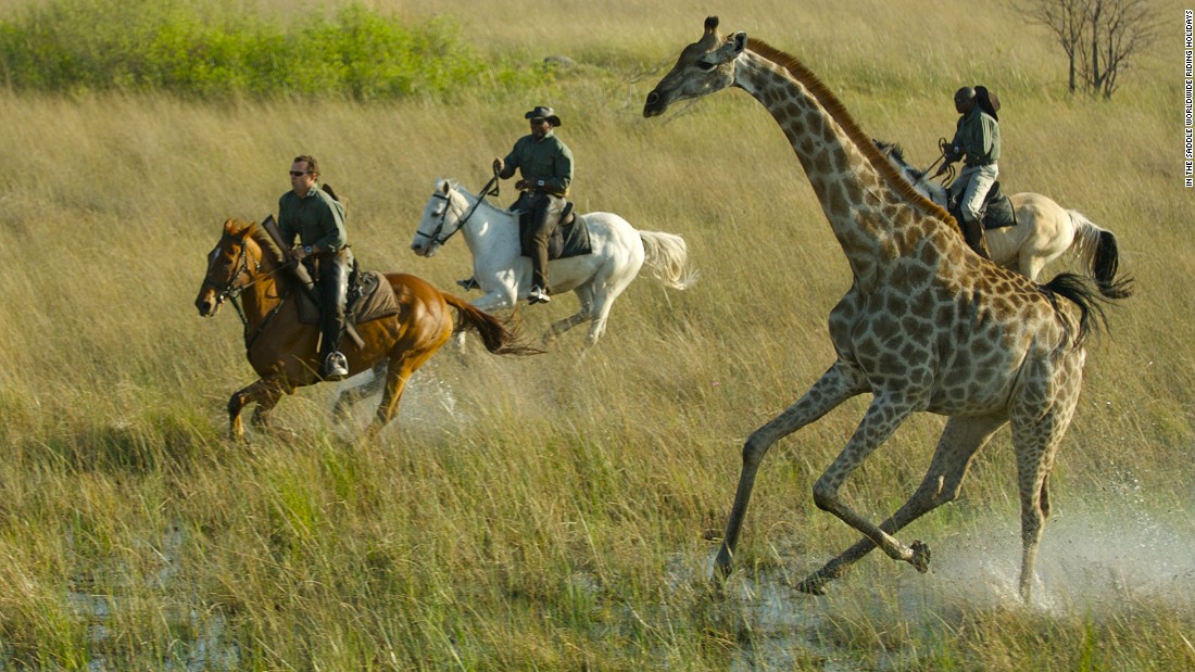 Galloping through the Okavango Delta in northern Botswana offers experienced riders the chance to get up close to nature&#39;s most extraordinary wild animals. 