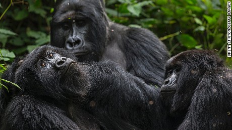 Oil permits are up for auction at Virunga Park in Congo, exposing endangered gorillas
