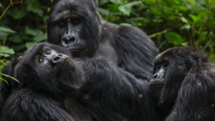 Oil permits up for auction in Congo&#39;s Virunga park, putting endangered gorillas at risk
