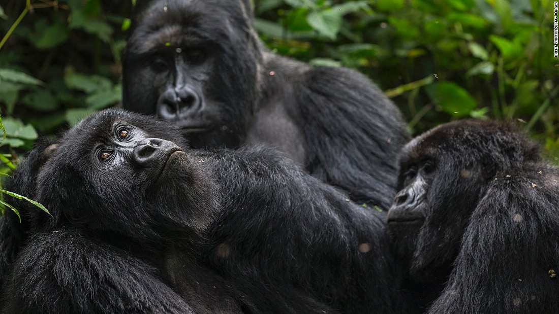 Oil permits up for auction in Congo's Virunga park, putting endangered gorillas at risk