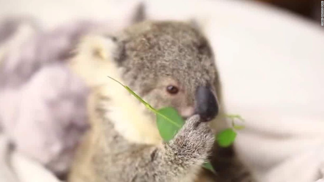 Baby Koala Imogen Mugs For The Camera Cnn Video