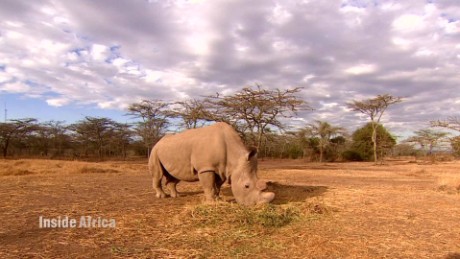 Meet the last male northern white rhino