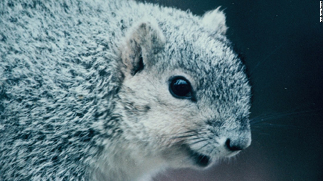 Squirrel gets off endangered species list - CNN