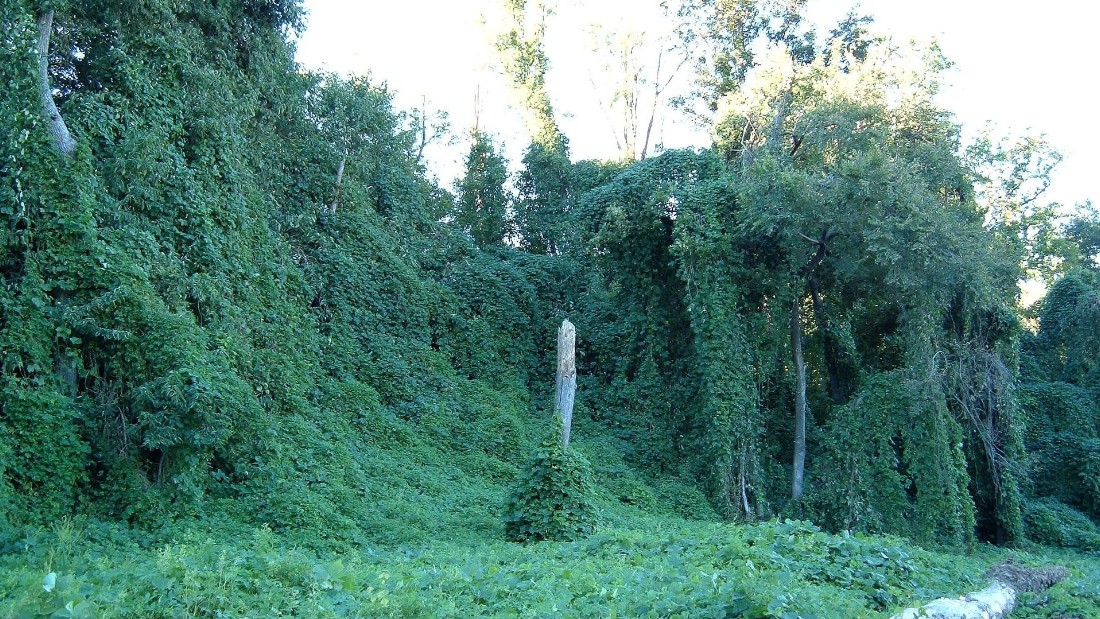 The Japanese weed Kudzu is highly invasive. It works well in a creamy, mozzarella-based quiche.