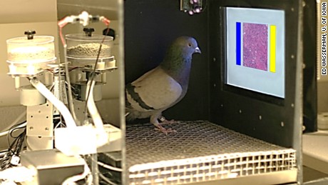 Pigeons, the next great cancer detector?