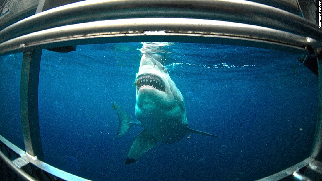 It&#39;s the stuff of nightmares for some, but encounters with the white shark can be as exhilarating as they are terrifying. Cage-diving expeditions for the brave are operated around the  Neptune Islands -- a series of uninhabited islets 30 kilometers southeast of Cape Catastrophe in South Australia frequented by the sharks.