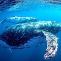 Oz swimming with humpback-whale-2