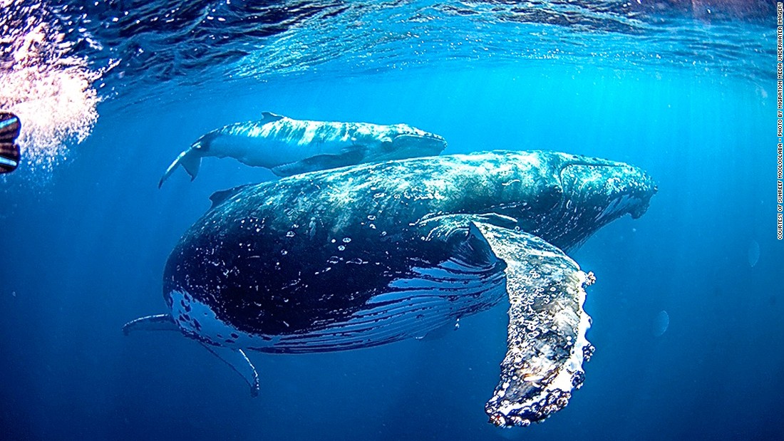 The swimmers on a humpback whale tour can hold on a line about 100 meters away from the marine creature. It&#39;s then up to the whales to come over and say hello. Humpback whale tour operator Sunreef says so far all its tours have successfully spotted whales but only half of them got to swim with one. 
