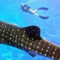 Oz swimming with Whale-Shark