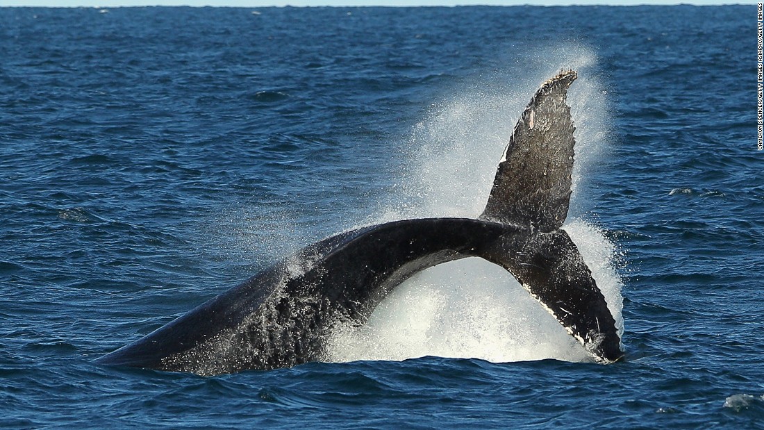 Thanks to a successful wildlife recovery program, the number of humpback whales has increased in recent years. Humpback sighting is a popular activity in the southern waters like Australia. The species migrate to the north from June and return to the south in November.