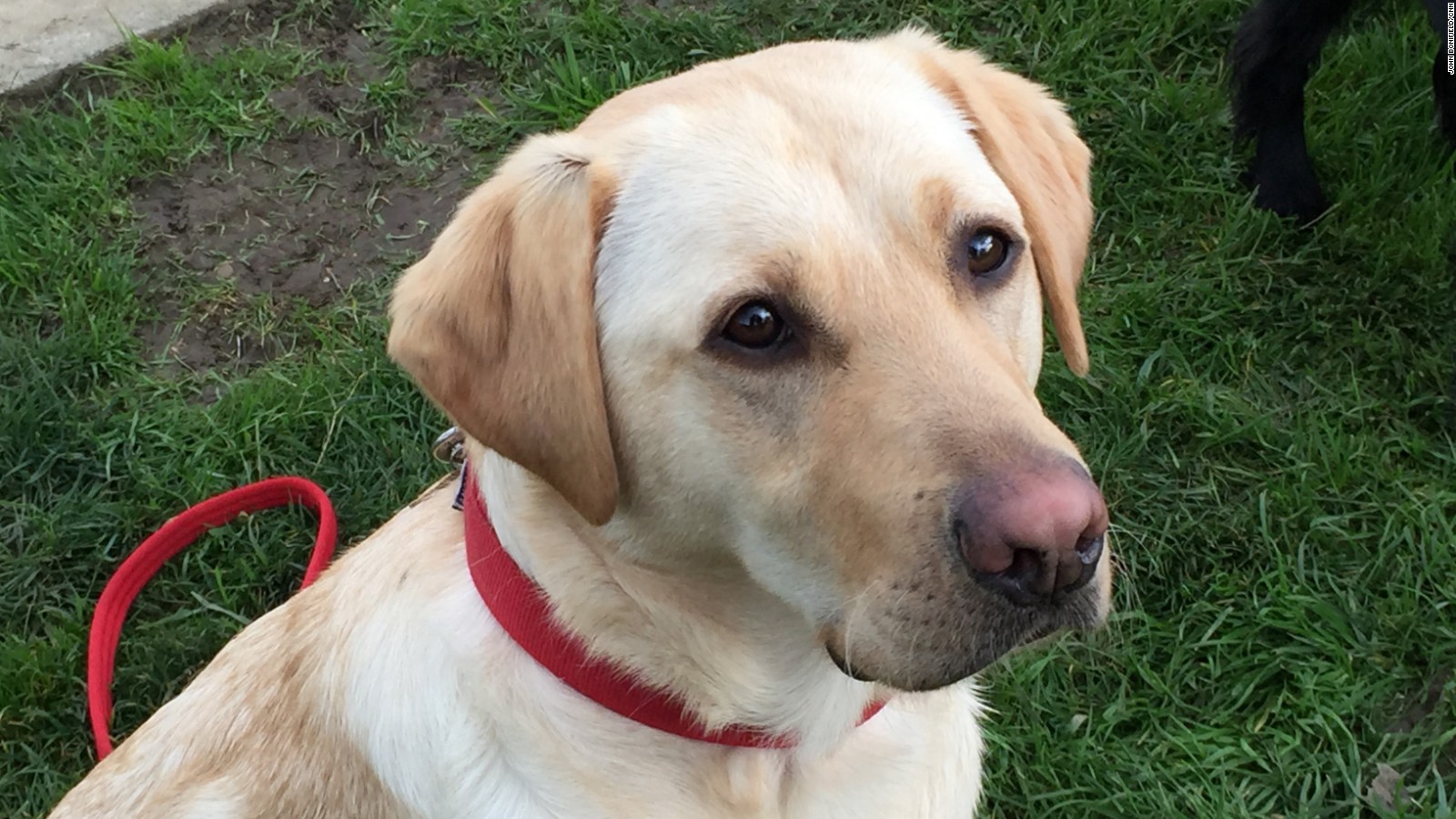 Meet The Dogs That Can Sniff Out Cancer Better Than Some Lab Tests