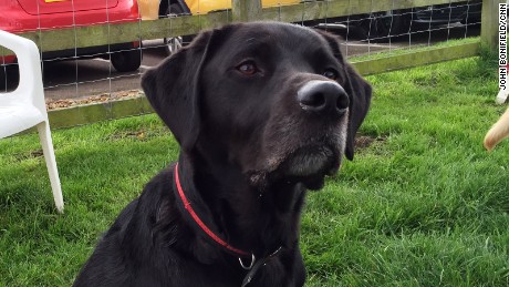 Meet the dogs who can sniff out cancer better than some lab tests