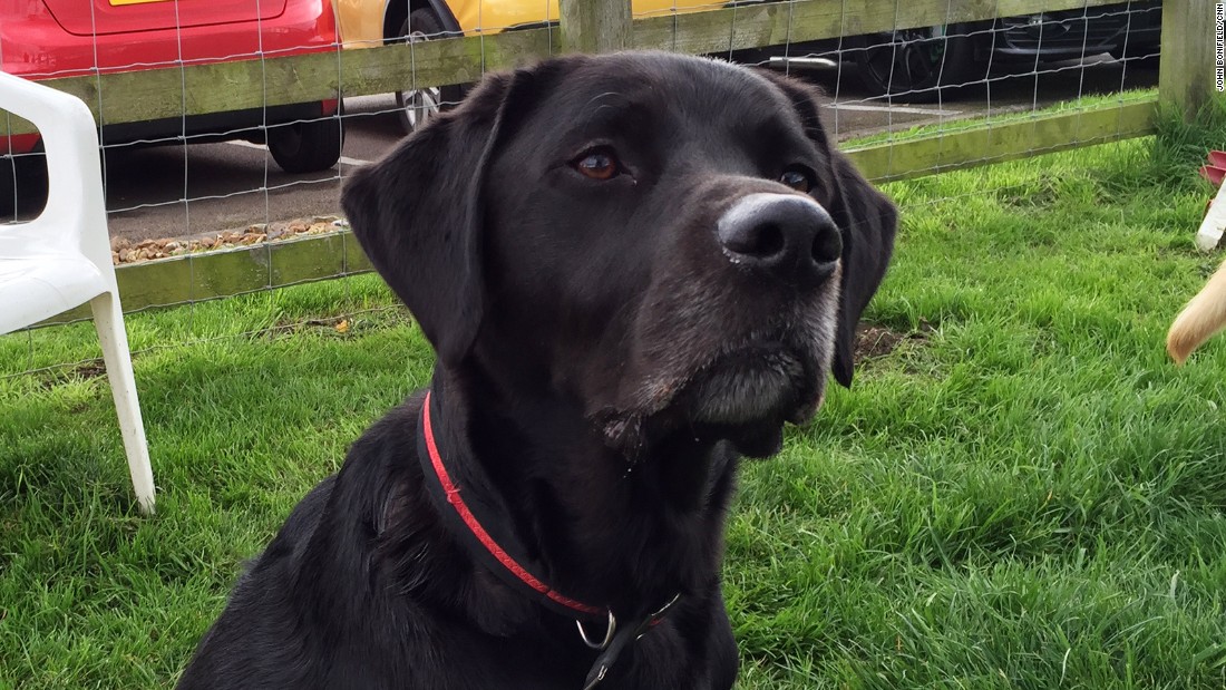 Meet The Dogs Who Can Sniff Out Cancer Cnn