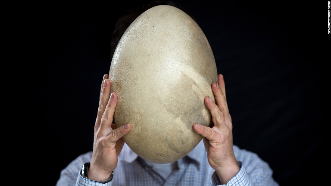 Egg head com oliver goldsmith manhattan